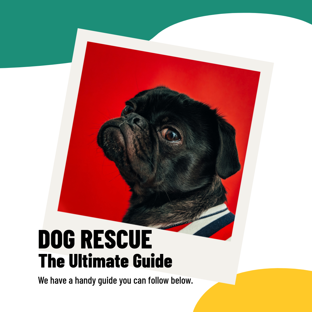 The Ultimate Guide to Adopting a Rescue Dog